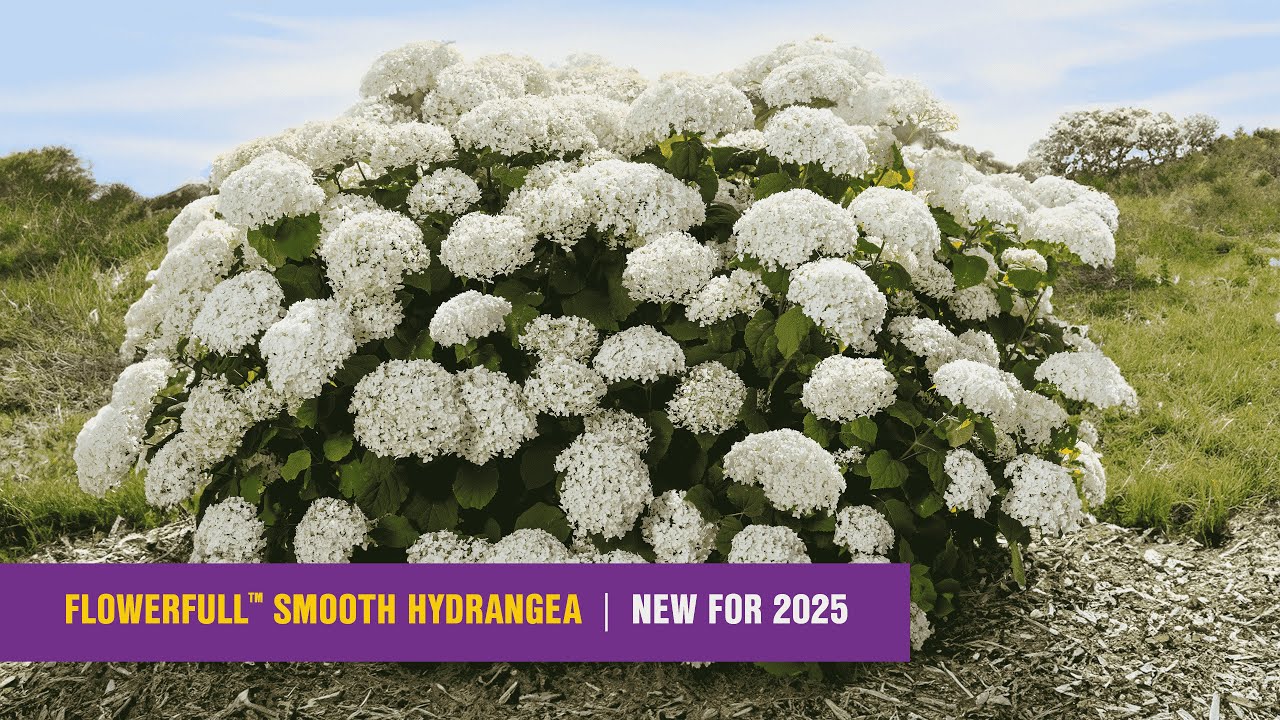 Introducing FlowerFull™ Smooth Hydrangea for 2025