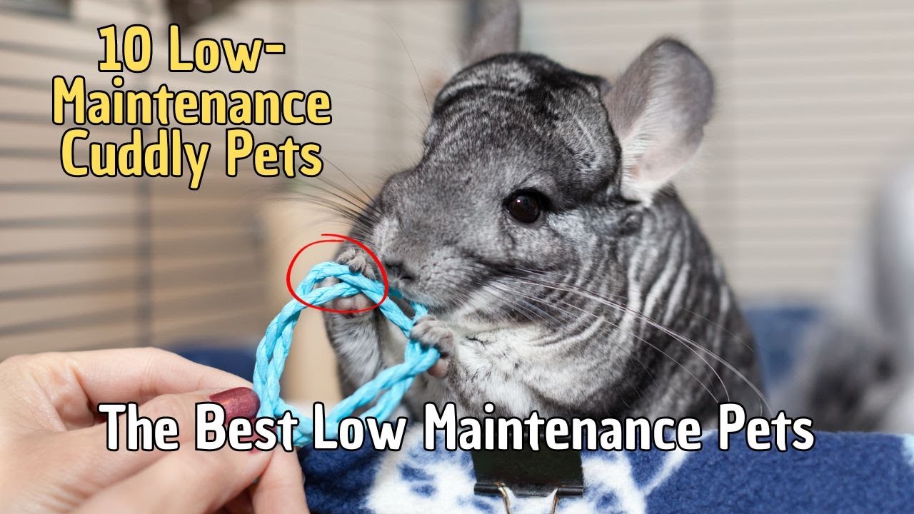 10 Low Maintenance Cuddly Pets 🐣 Low Maintenance Pets for Beginners | Low Maintenance Small Pets