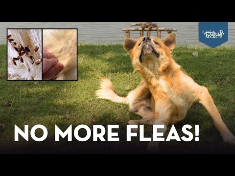 No More Fleas! Try this NEW DIY Flea Spray