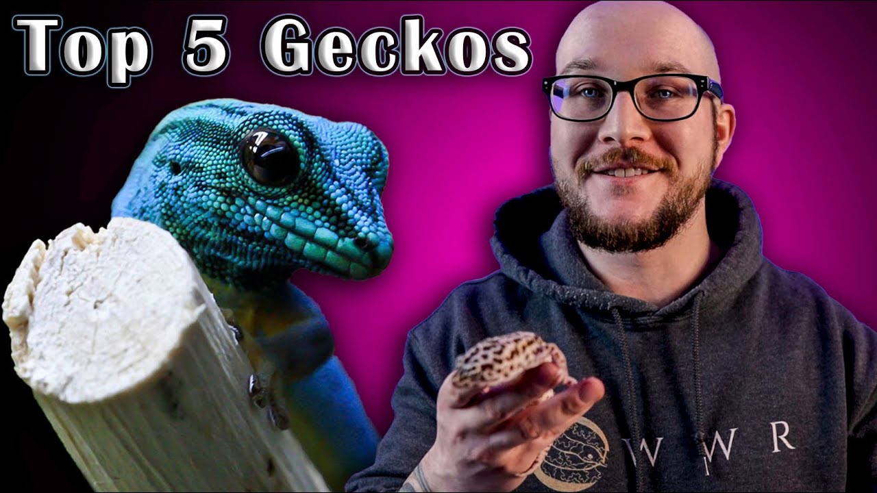 Top 5 BEST Pet Geckos!