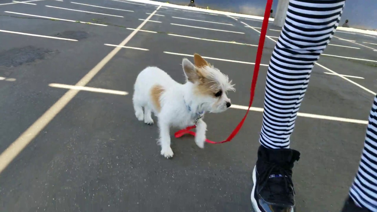 Maltese Chihuahua Mix (A.K.A Malchi)