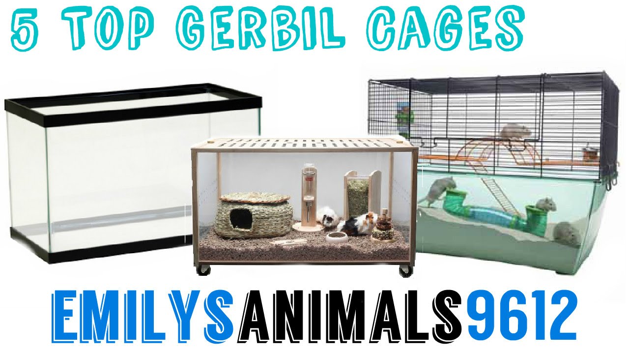 My 5 Top Cages for Gerbils