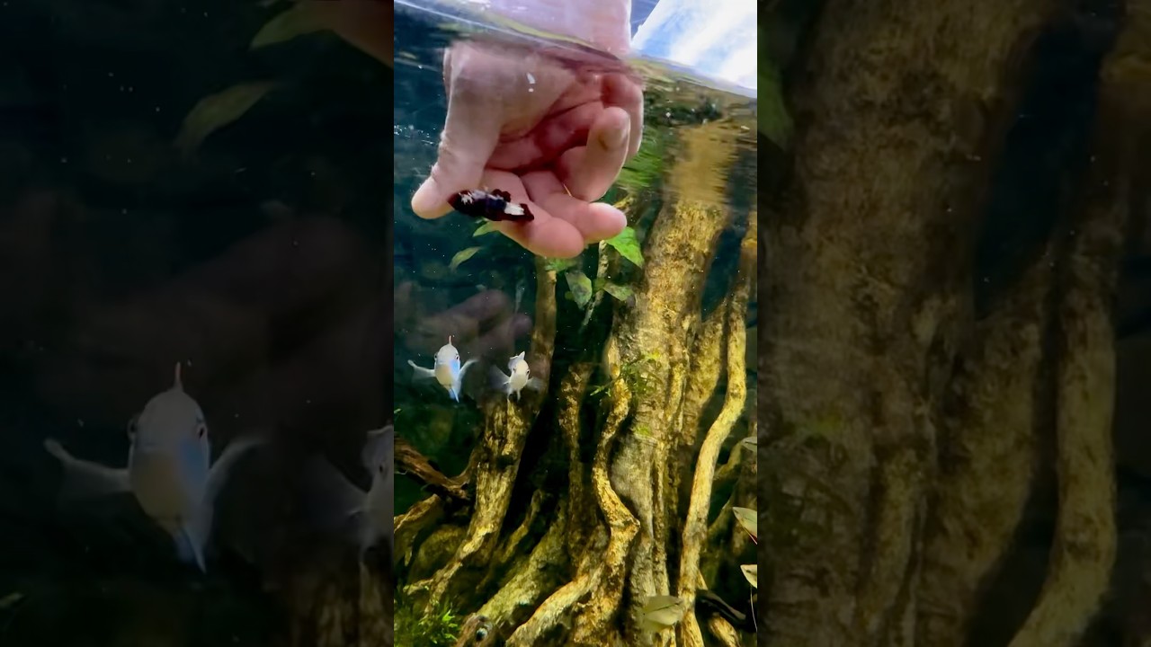Is this the world’s largest betta fish aquarium? #bettafish #aquarium
