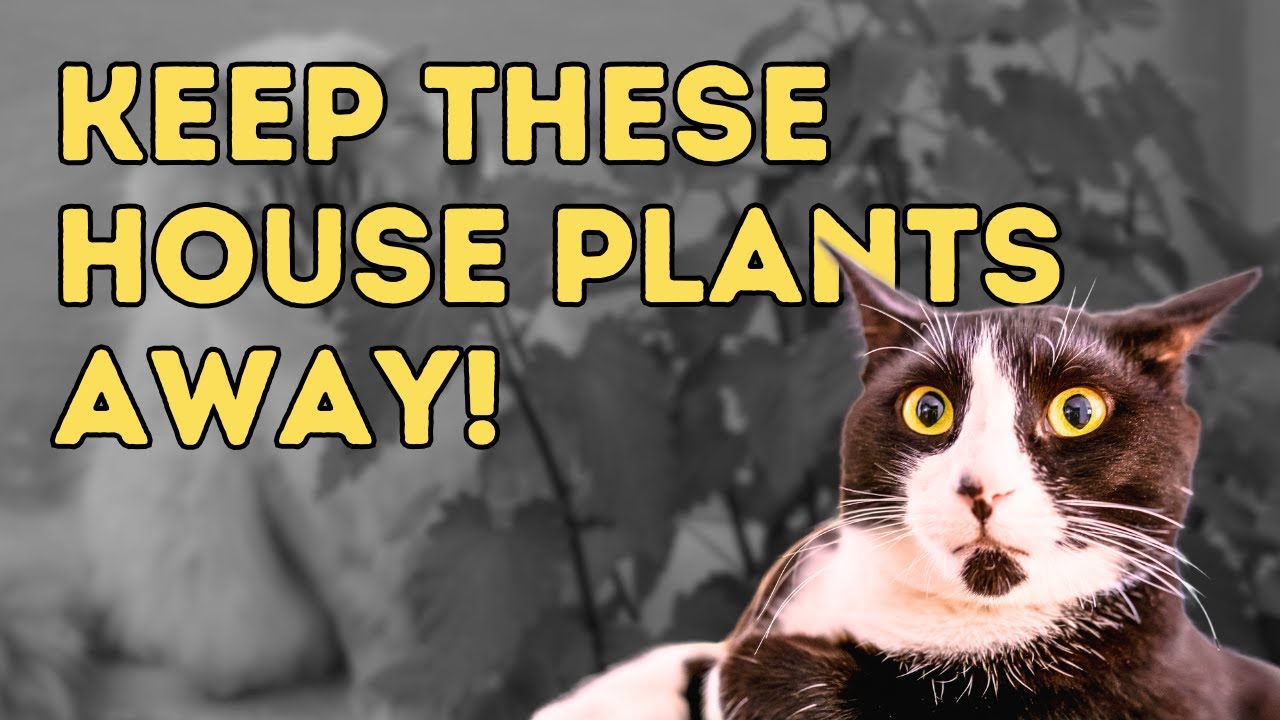 13 Common House Plants Poisonous to Dogs and Cats