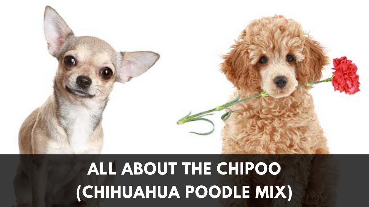 Your Complete Guide to the Chihuahua Poodle Mix (Chipoo)