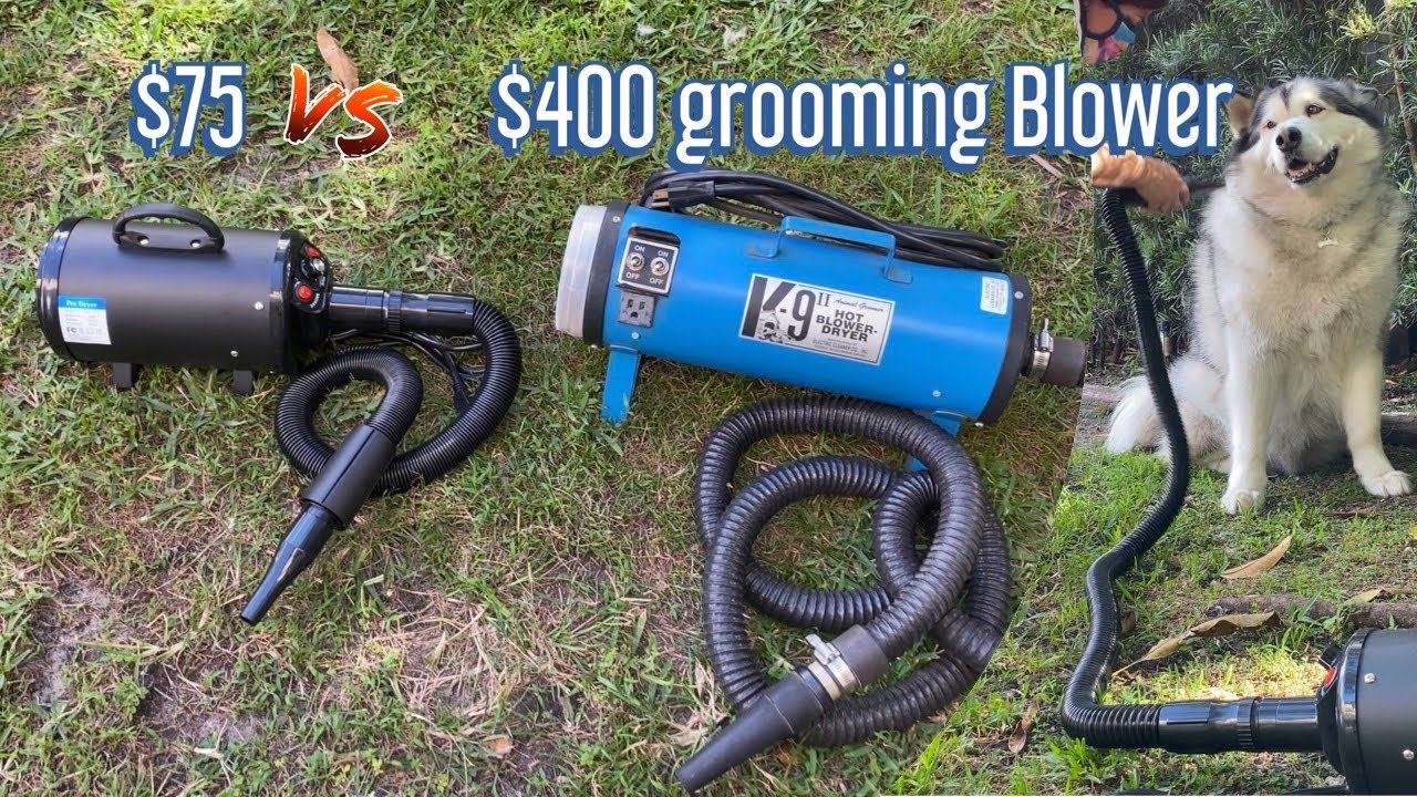 Wish is the best dog  hair dryer for grooming Malamutes | $75 vs $400 dog blower