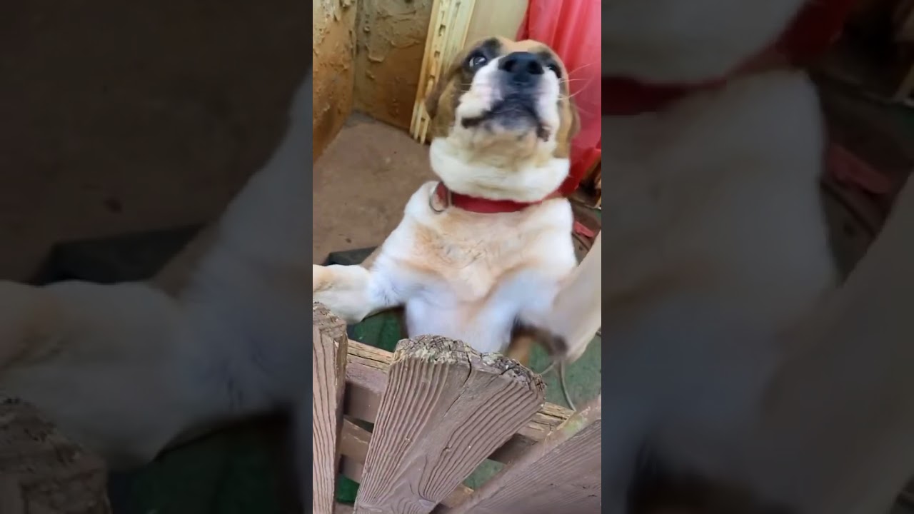 Saint Bernard + Pit