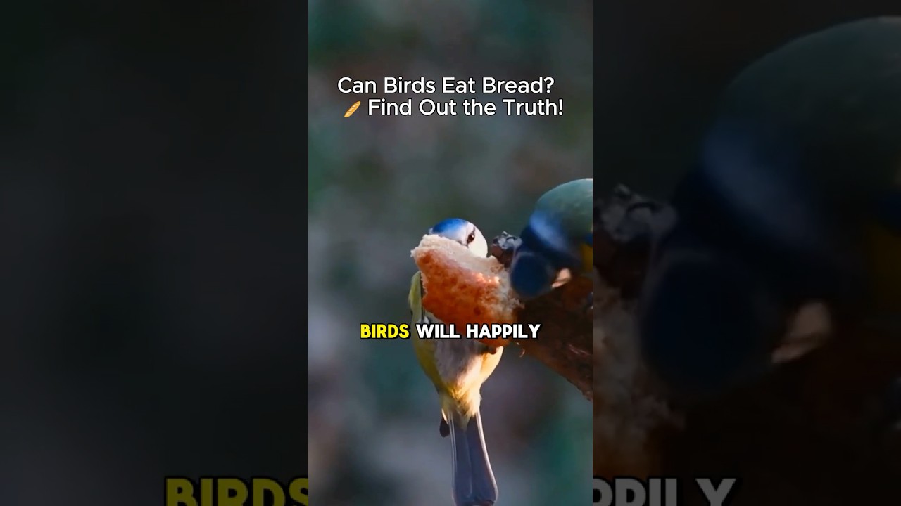 Can Birds Eat Bread? The Surprising Truth About Bread’s Impact on Birds 🐦🥖 #birdingtips #birding