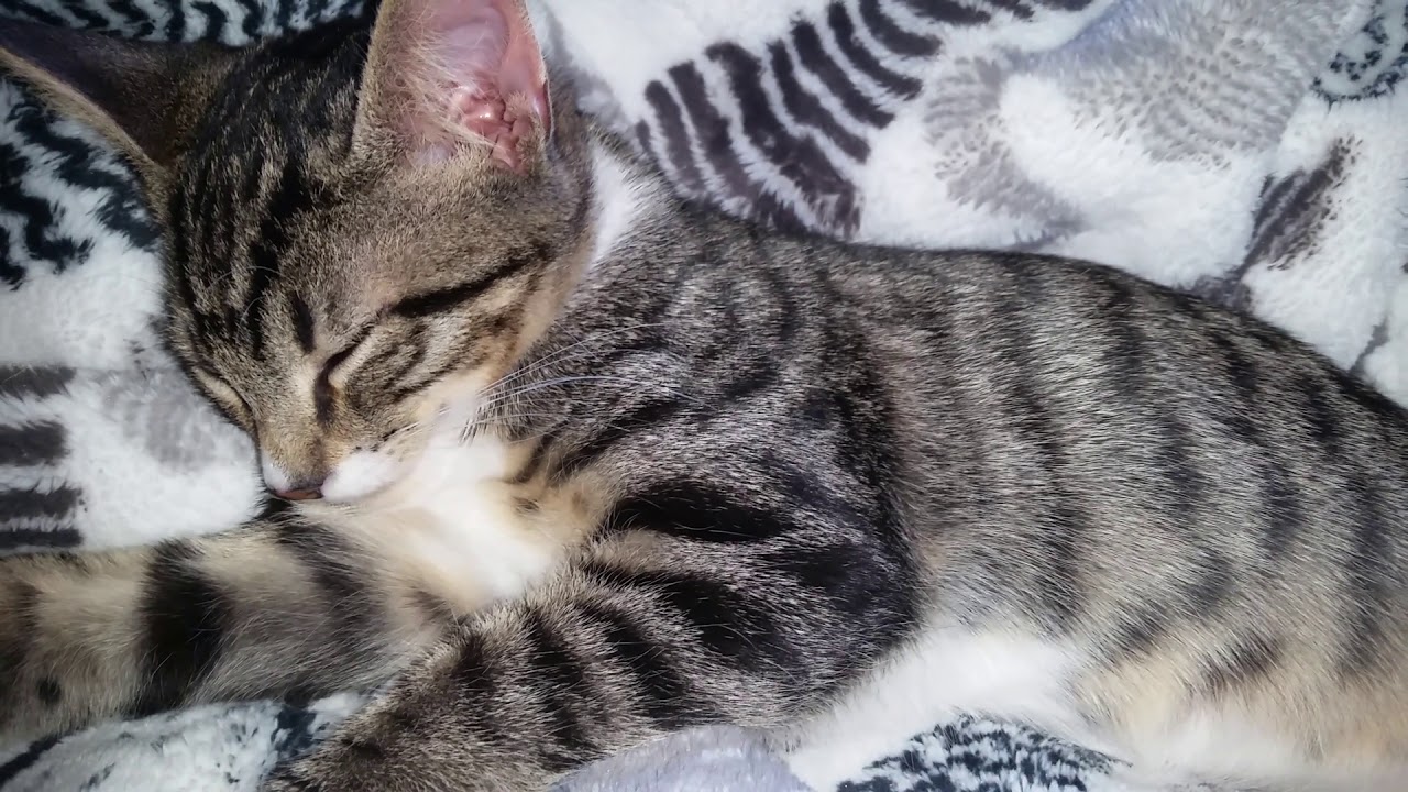 Is it normal for cats to snore