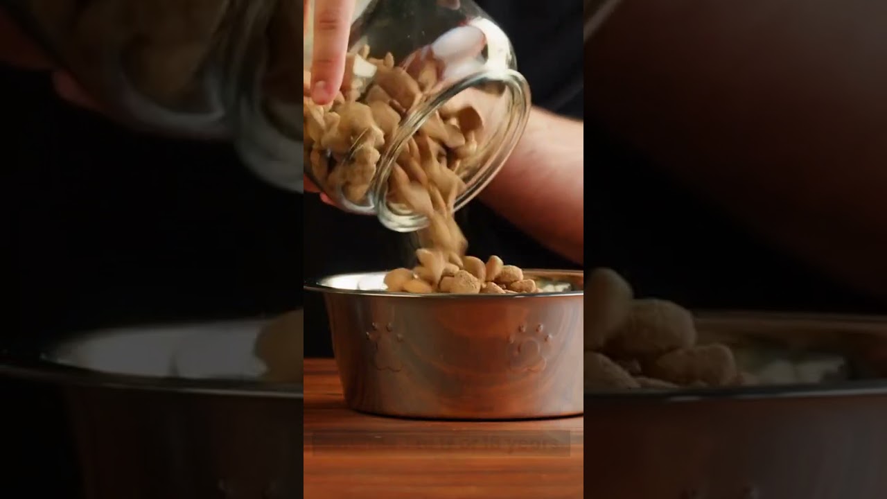 How long do Yorkies live?