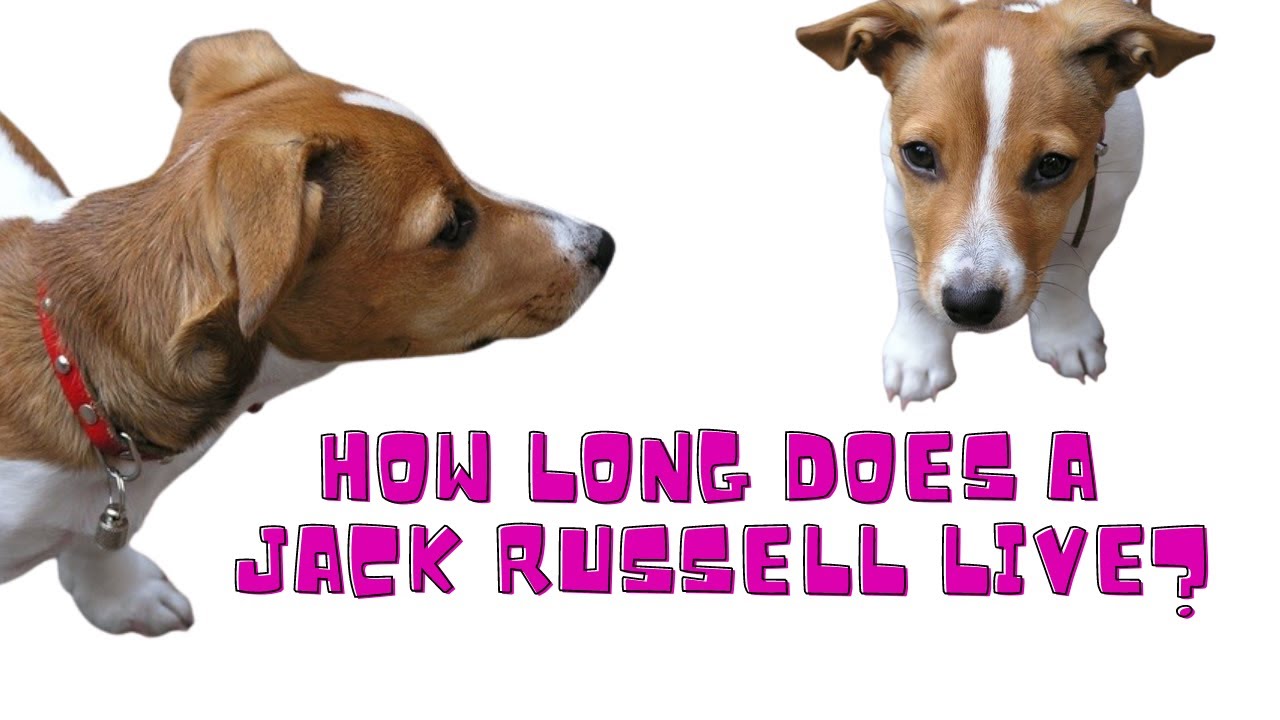 How Long Does a Jack Russell Live - And what health issues do they have?
