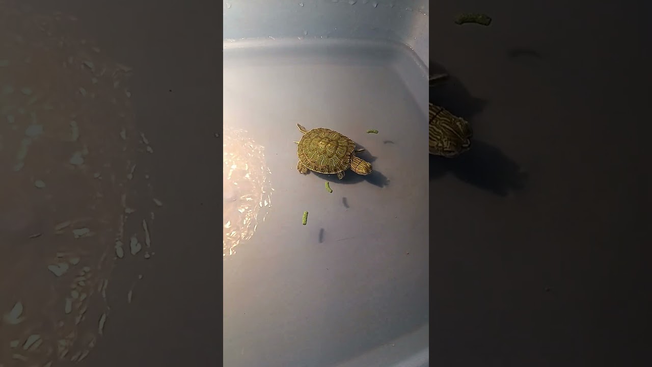 Feeding premium food for turtle red eared slider turtle #snail #turtoise #singpore #pets #reptiles