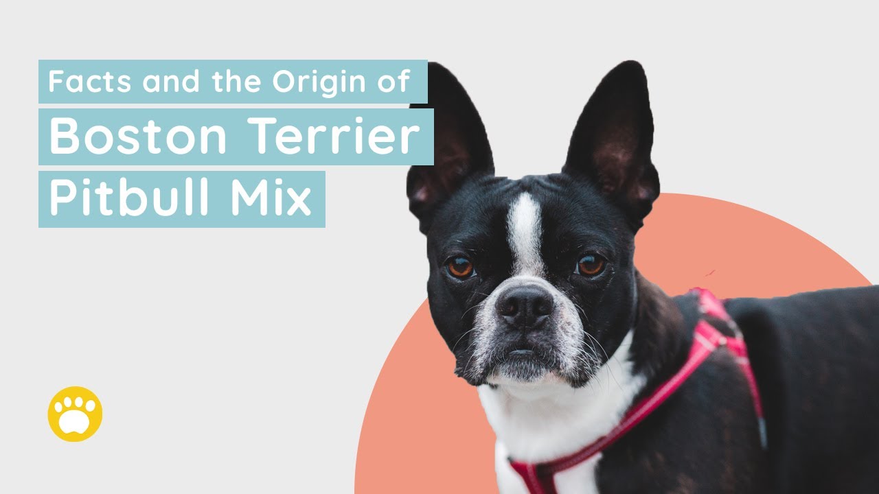 Facts and Origin of the Boston Terrier Pitbull Mix