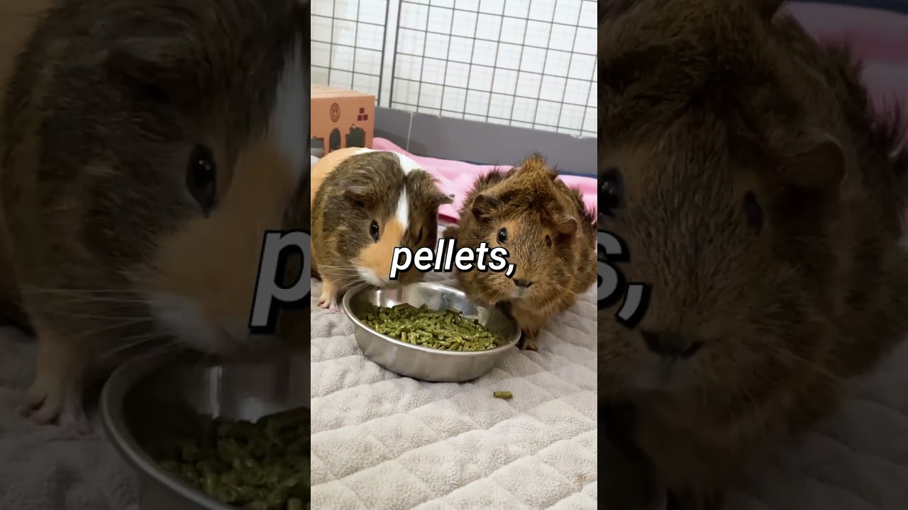 American Guinea Pigs: The Perfect Pet for Families #shots | GuineaDad School