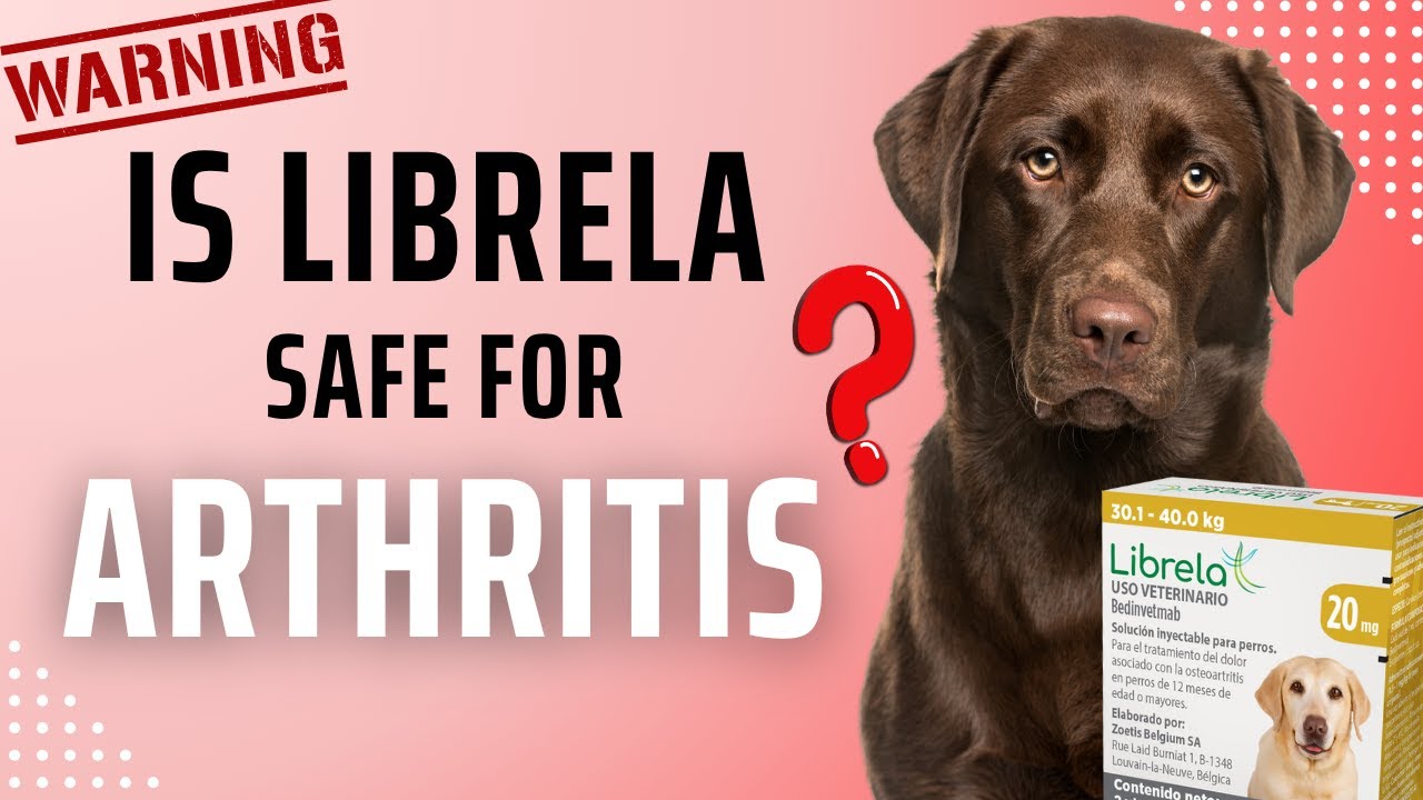 Librela Is Not so Safe for our Dogs Anymore | What Pet Owners Should Know