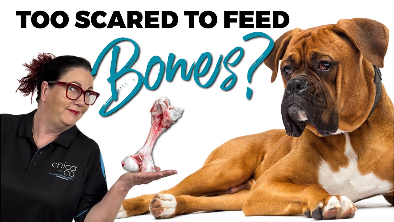 Scared to Feed Bones? Bone Meal Supplements For Your Dogs Optimal Health!