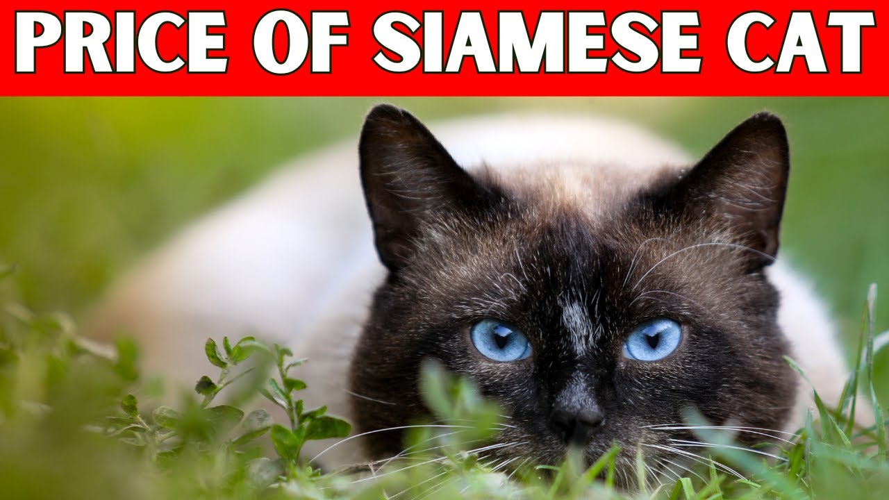 Price of Siamese Cat | How Much is a Siamese Cat?