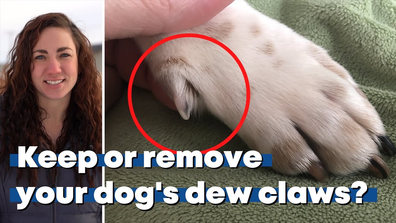 Dew or Don't? The Truth About Removing Dew Claws from a Veterinarian