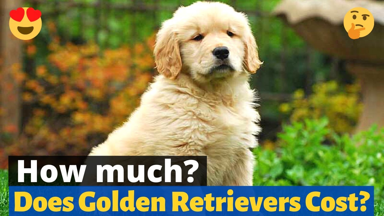 How Much does a Golden Retriever cost? Complete Buyers Guide