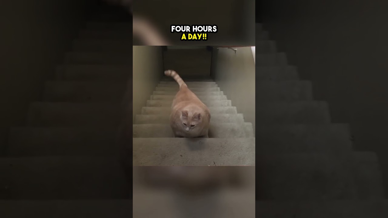 This fat cat had an incredible weight loss journey😲