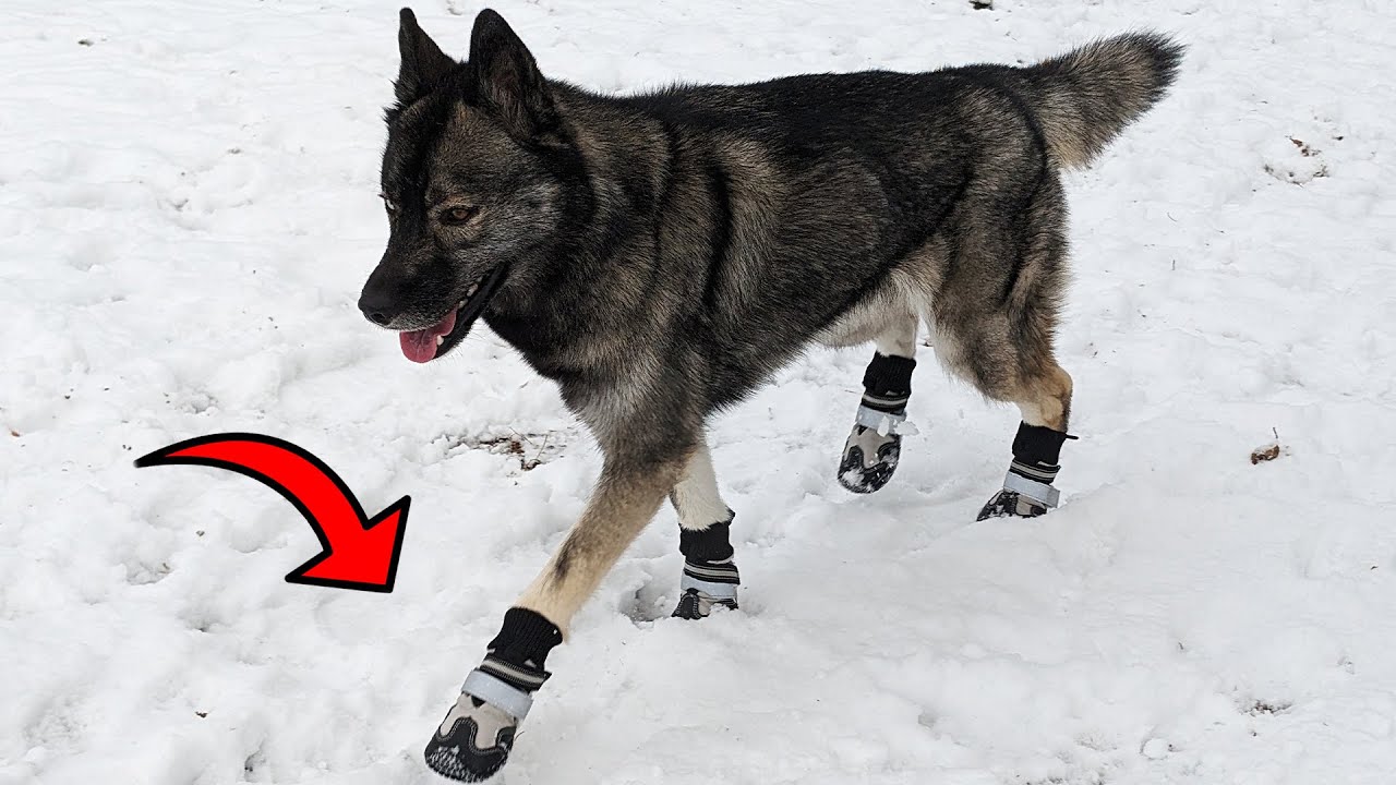 These are the Perfect Snow Boots For Your Dogs!