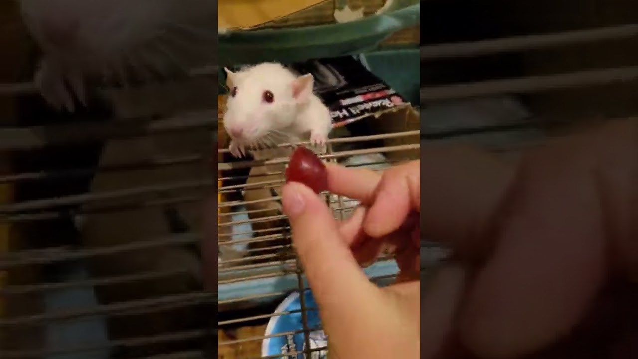 can you give rats grapes?