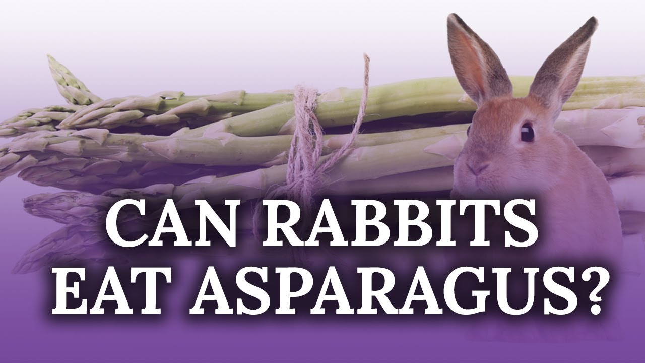 Can Rabbits Eat Asparagus?