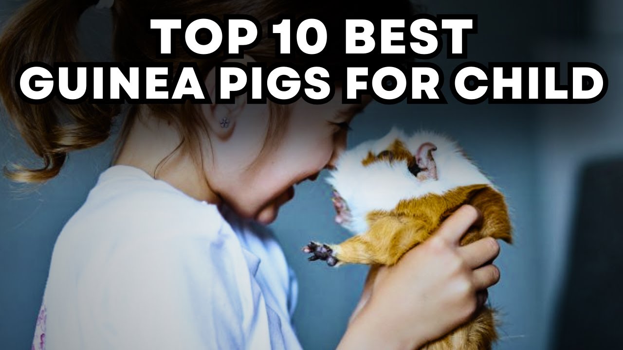 Top 10 Best Guinea Pigs for Child