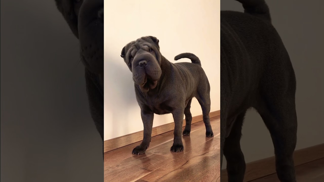 Sharpei in a good mood 🐶 funny dog 🐾