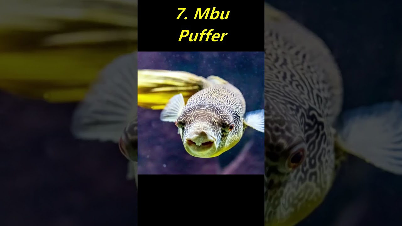 Top 10 Puffer Fish for Freshwater Aquariums