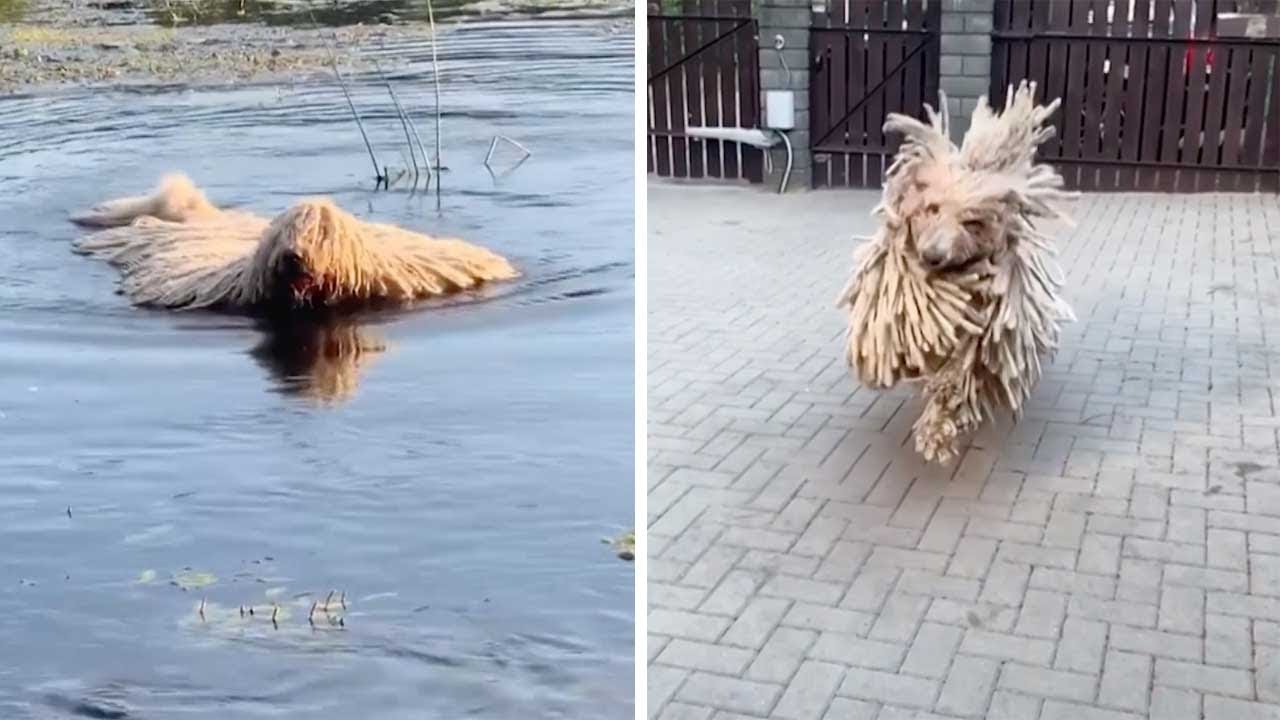 Unusual Dog Looks Like Mop