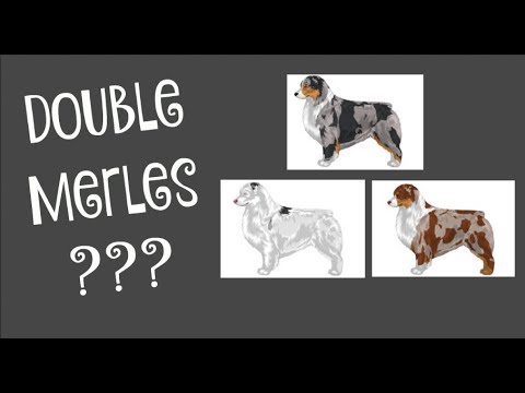 What is a Double Merle? |Life With Aspen|