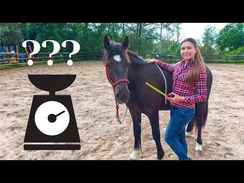How to Measure Your Horse's Body Weight | 2 Different Methods