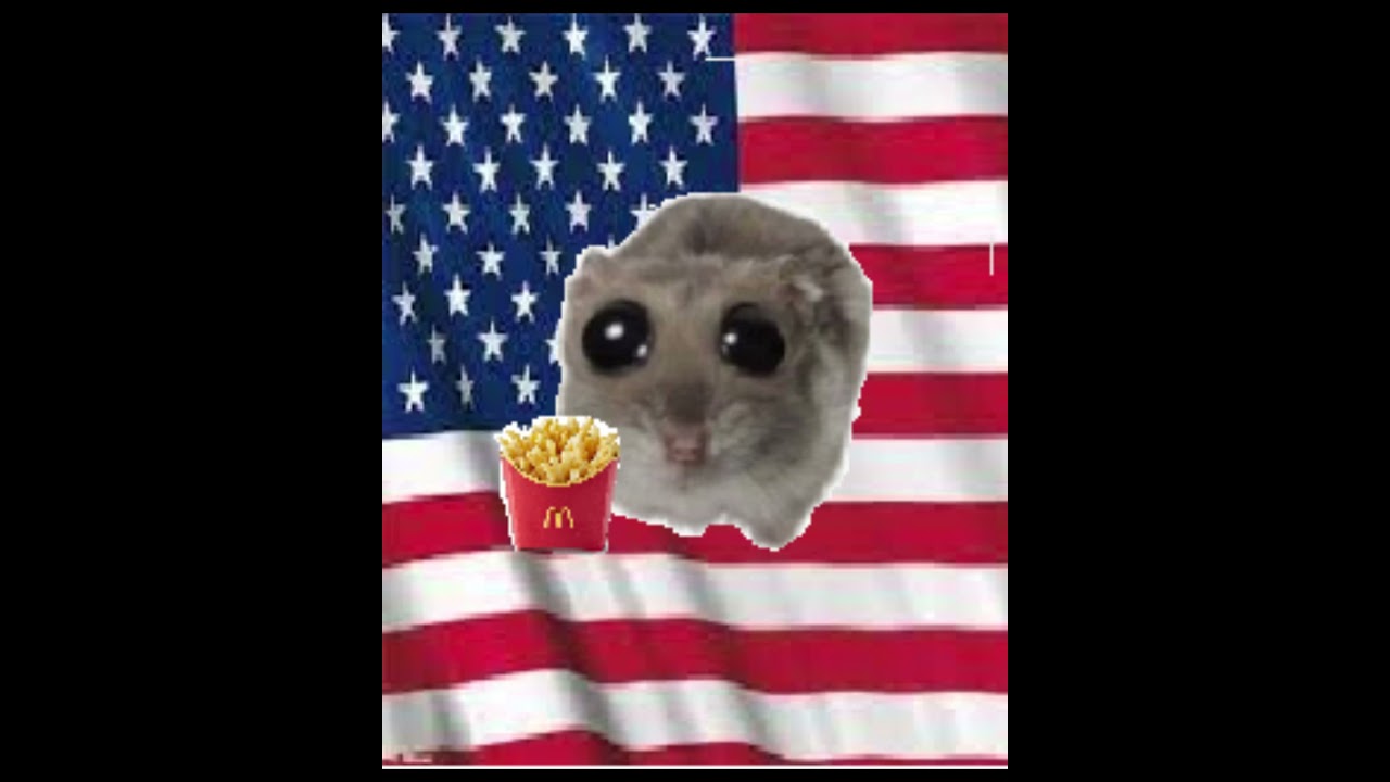 American hamster - Big Eye hamster meme #shorts