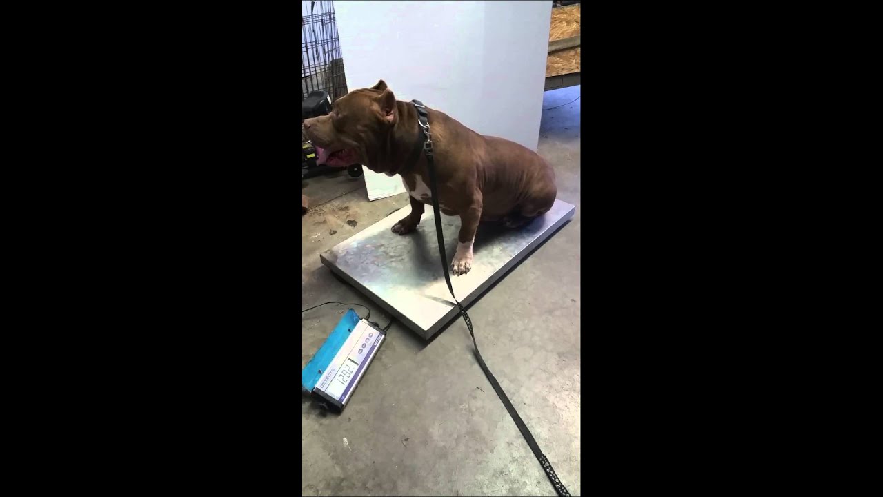 American bully 130 pounds www.luxuryk-9kennels.com