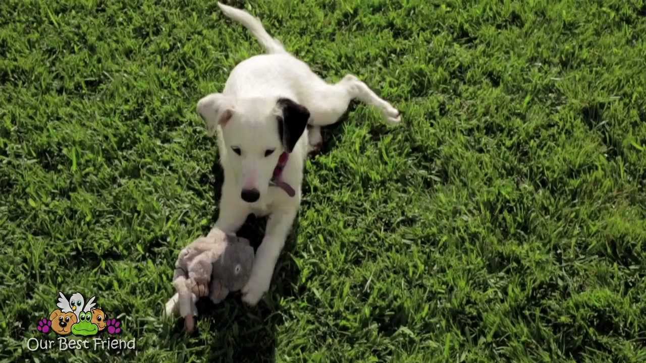 Border Collie - short hair