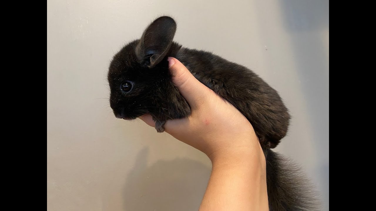 How Long Do Chinchillas Live For? | Chinchilla Lifespan