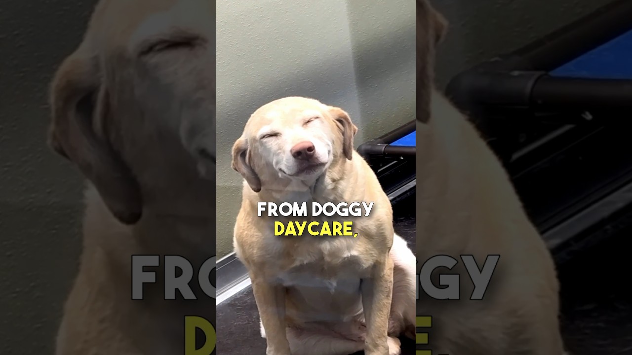 This doggo couldn't stop smiling 🥹