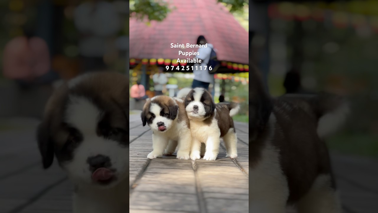 Show Quality Saint Bernard Puppies For sale in Bangalore #dog #doglover #cutedog #pets #cute #shorts