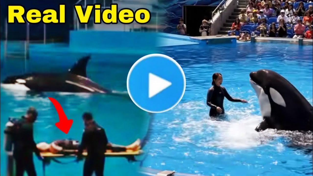 Jessica Radcliffe Orca Attack Real Video | Jessica Radcliffe Video | Jessica Radcliffe Whale Attack