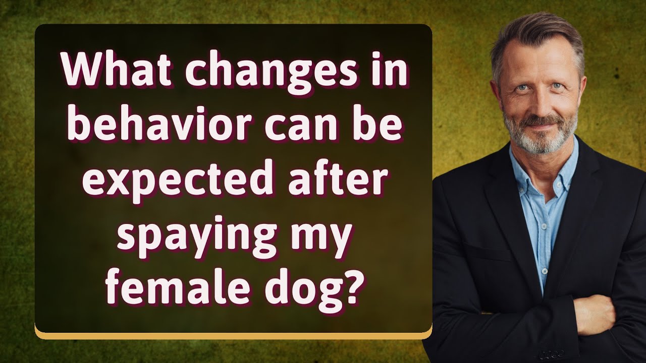 What changes in behavior can be expected after spaying my female dog?