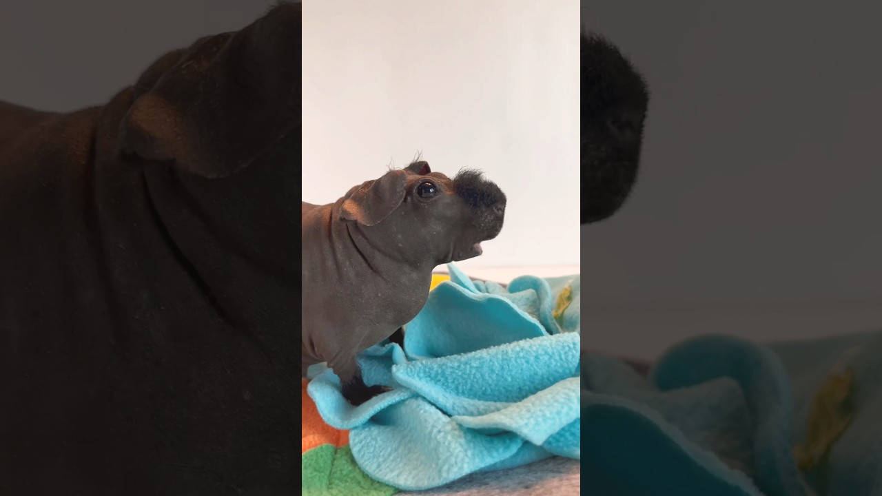 Skinny Pig Snuffle Mat