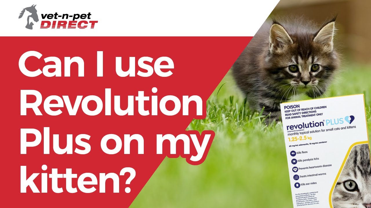 Can I use Revolution Plus on my kitten?