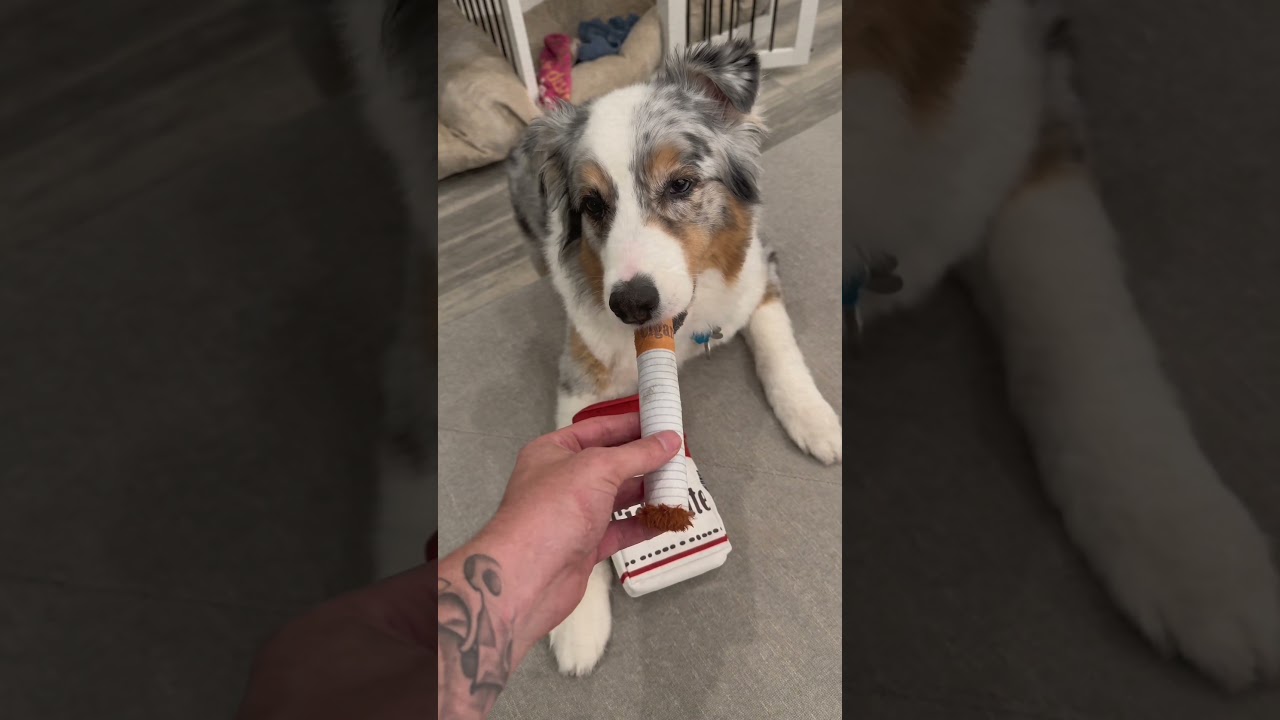 🤣Giggling Cigarette Pack Dog Toy - Petsline #dogtoys #dogtraining #doglife