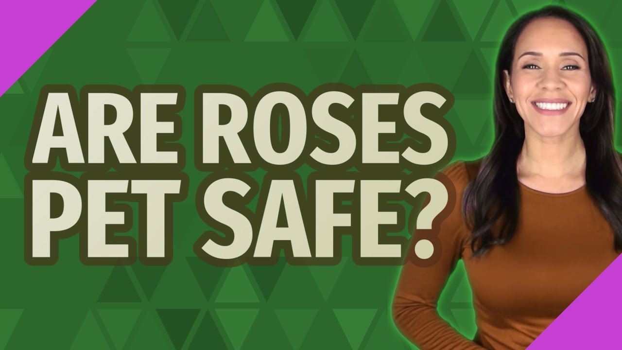 Are roses pet safe?