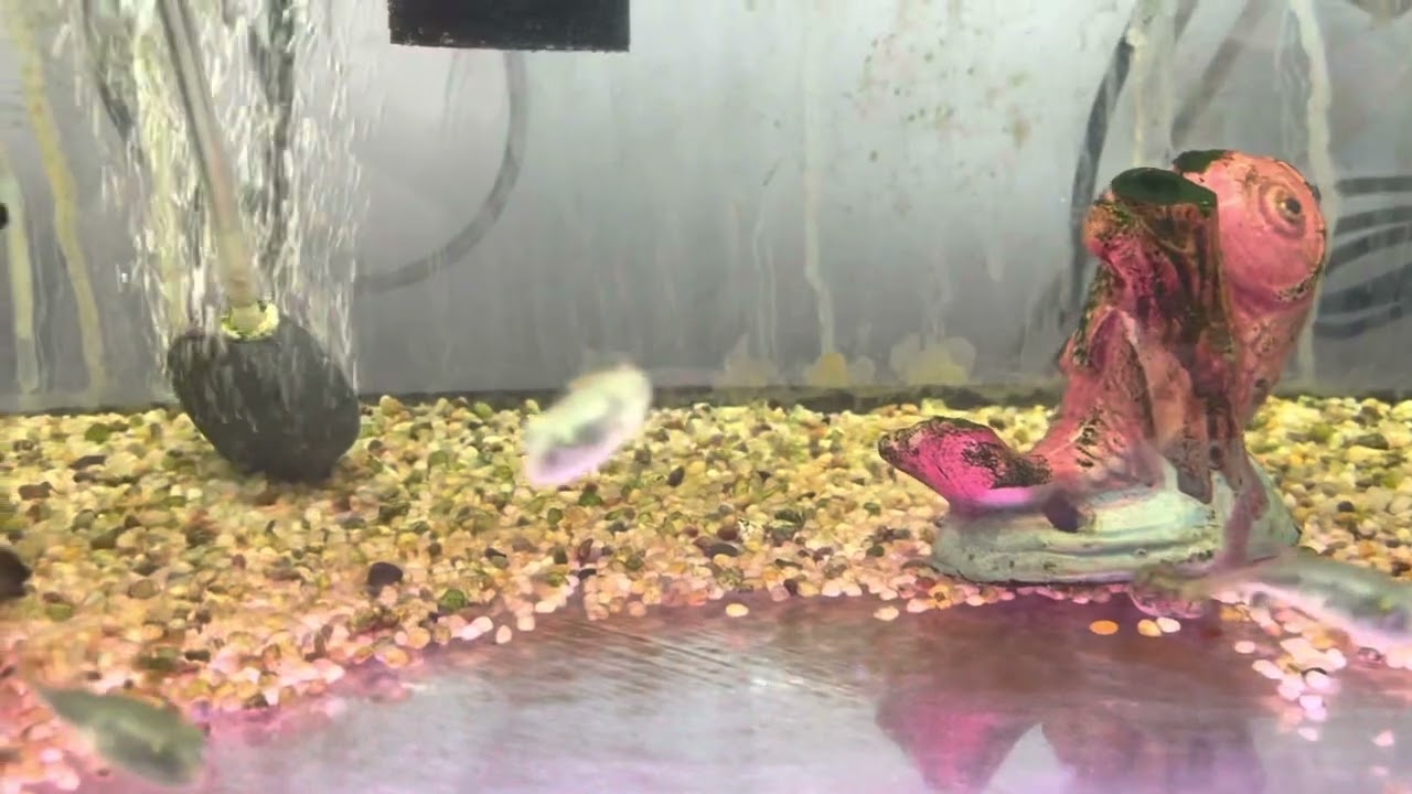 Fahaka Puffer For Sale - Nile Pufferfish - Band Puffer