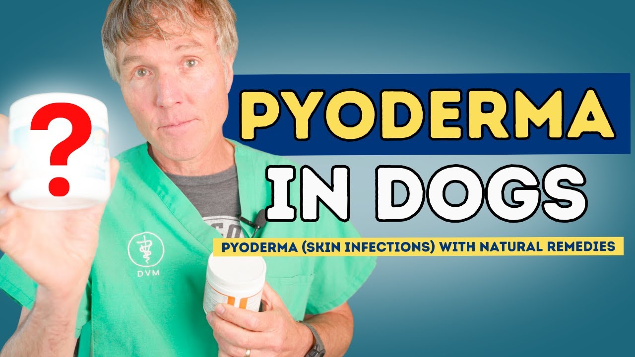 How to Treat Dog Pyoderma (Skin Infections) with Natural Remedies