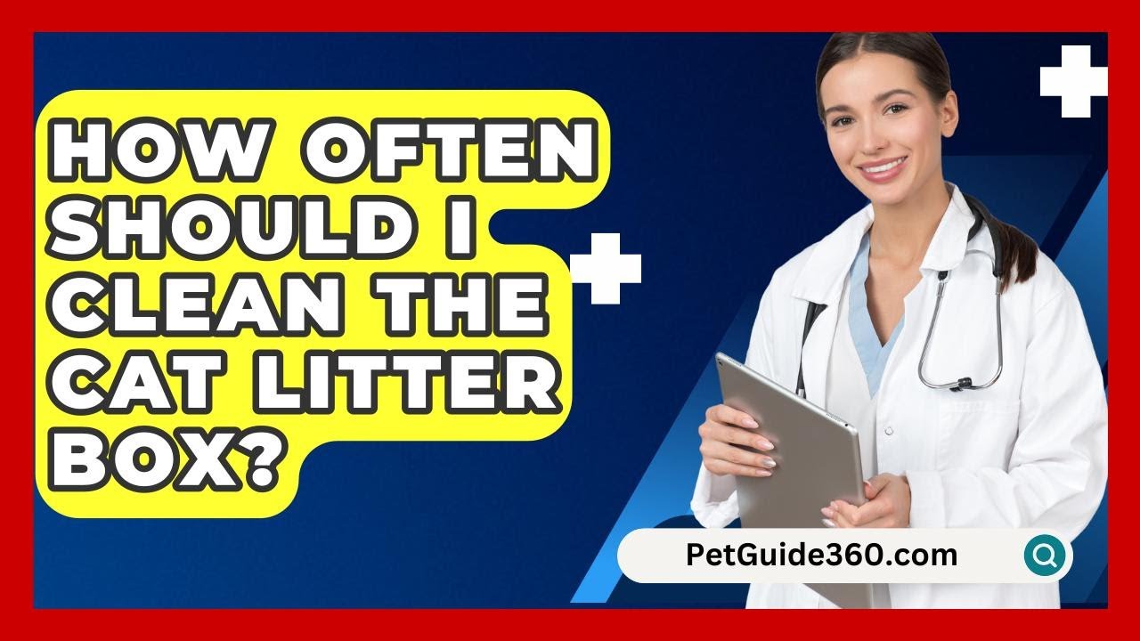 How Often Should I Clean the Cat Litter Box? - PetGuide360.com