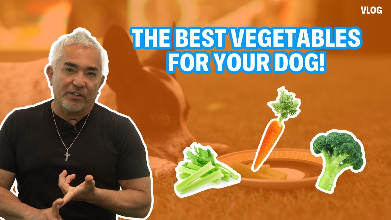 BEST VEGETABLES FOR YOUR DOGS | DOG TIPS #5