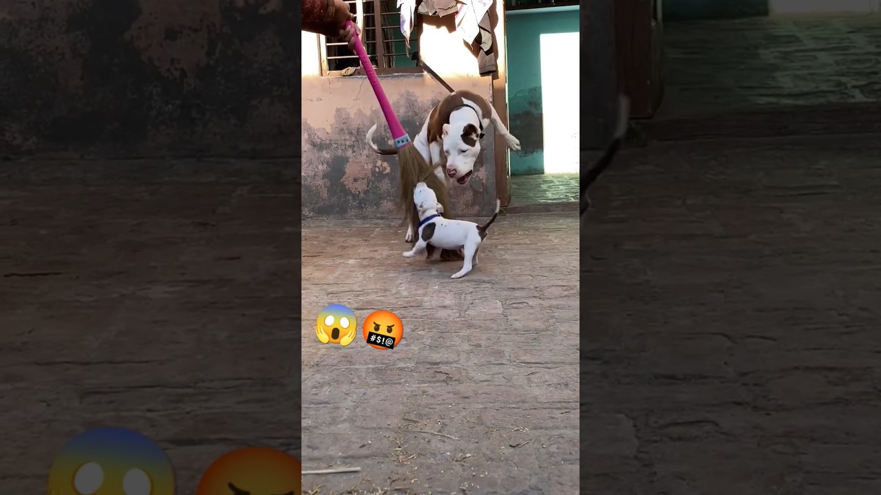 👑king PITBULL 🥵😱❌ #dangerous #reels #shorts #dog #pitbull #americanbully #dogvideos